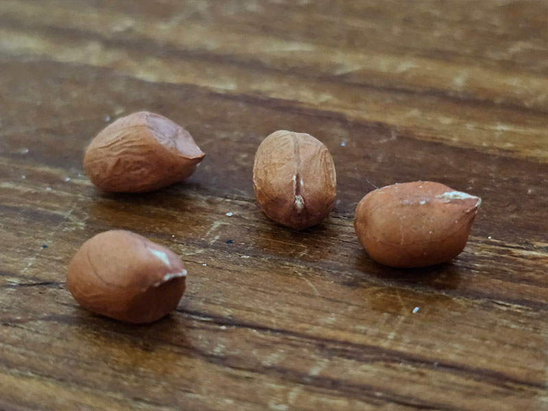 pinda zaden zaadjes zaad keukenplanten