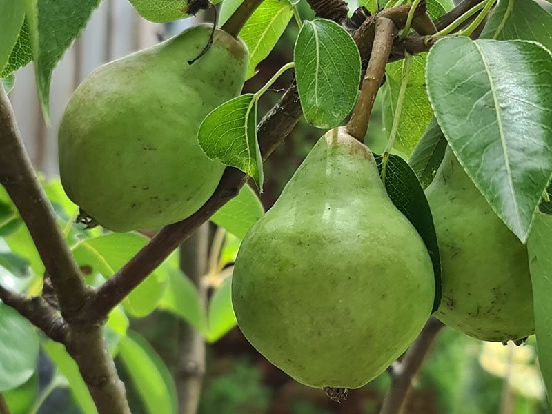 kleine peren vruchtbeginsels peer perenboom