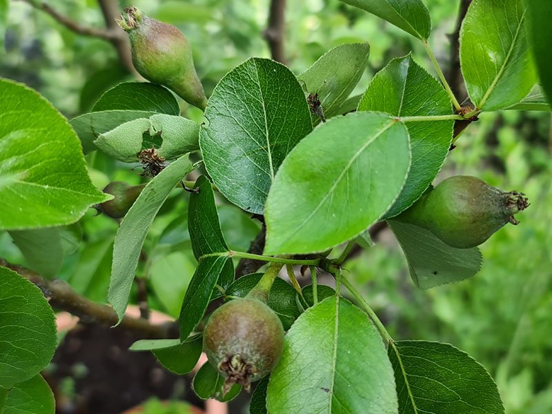 kleine peertjes peer vruchtbeginsels perenboom bestuiven