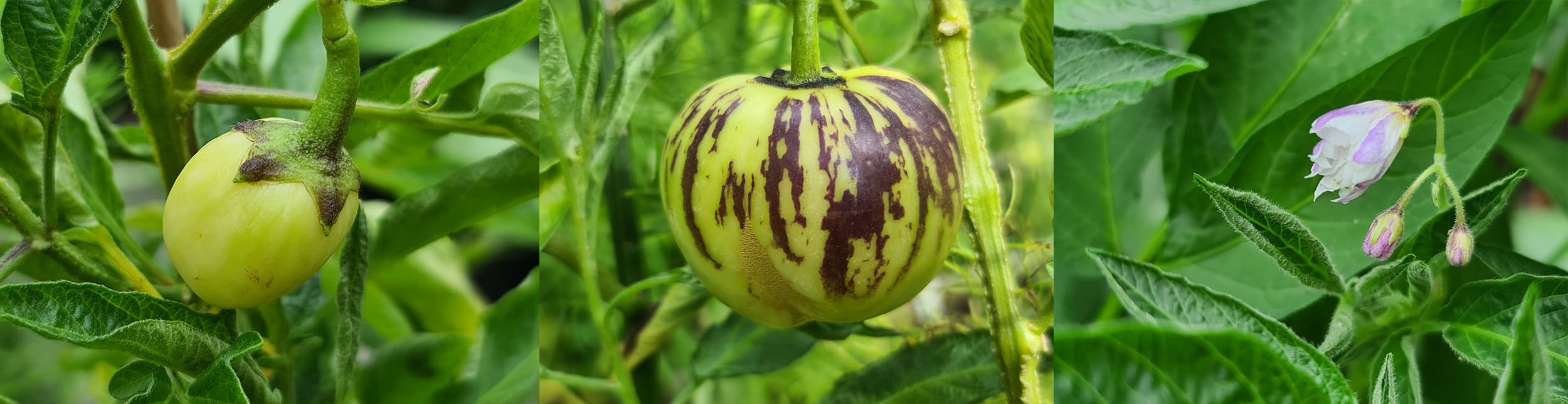 Pepino voorzaaien - Keukenplanten.nl