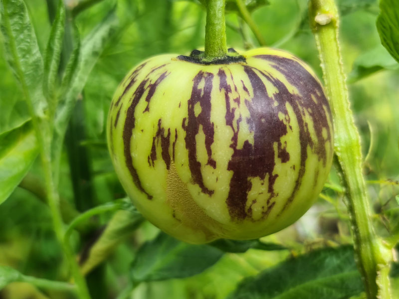 pepino oogsten plukken keukenplanten