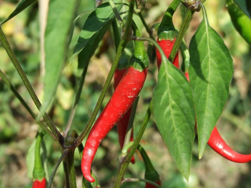 spaanse peper cayennepeper cayenne peper chilipeper peperplant peperplantje chili peper capsicum annuum