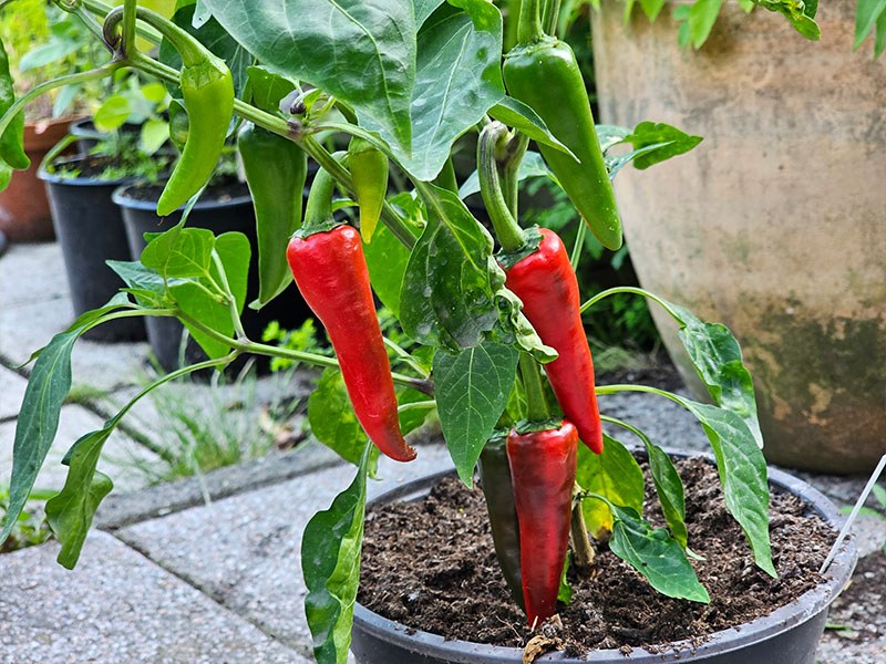peperplant met rijpe pepers rode peper cayenne pepers plukken oogsten