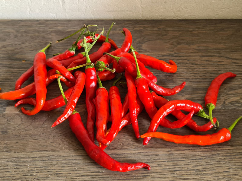 cayenne spaanse pepers oogsten