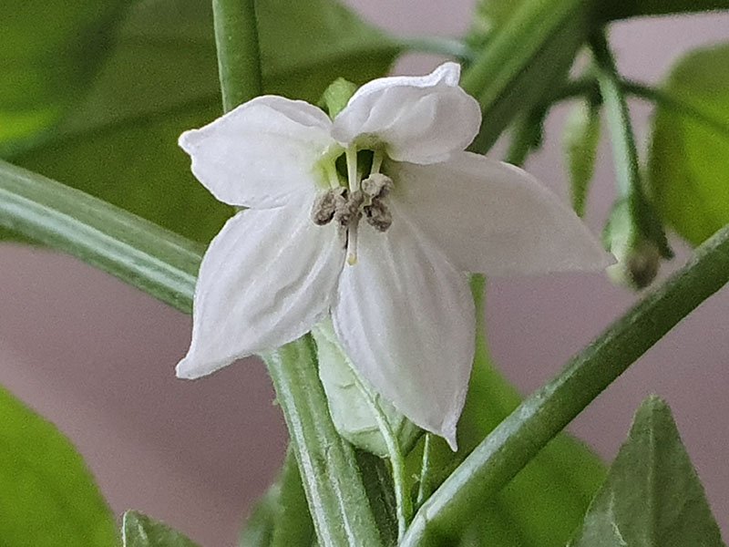 peper bloemen