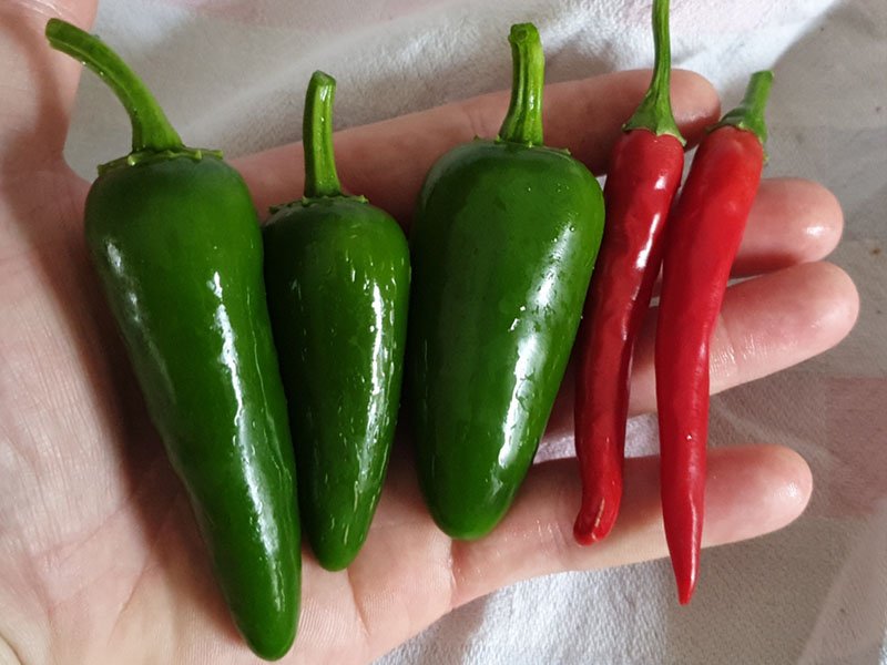 jalapeño Mexicaanse peper en cayenne Spaanse peper cayennepeper chilipeper capsicum annuum