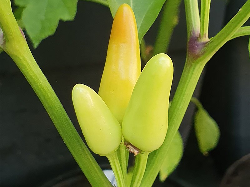 sierpeper sier pepers plukken capsicum frutescens struikpeper rechtopstaande pepers rechtopgaande pepers