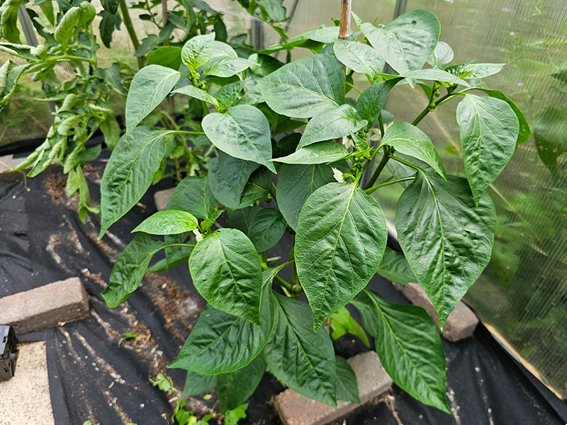 capsicum annuum paprika paprikaplant planten