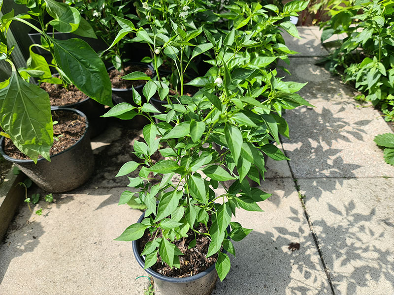 capsicum annuum chilipeper peperplant peper planten
