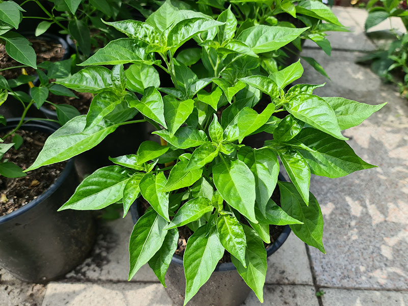 capsicum chinense peperplant hete peper planten