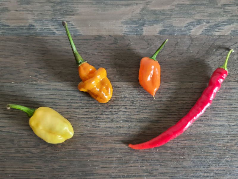 peper oogsten plukken keukenplanten