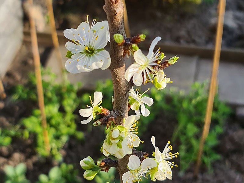 pruim bloei bloeiende pruimenboom bestuiven