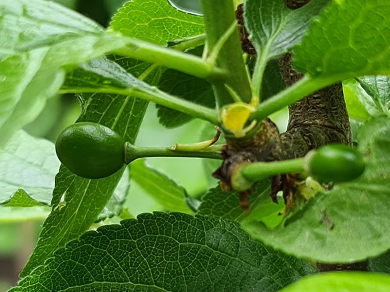 pruim kleine vruchtbeginsels kleine pruimen