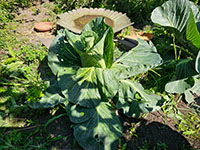  volgroeide plant