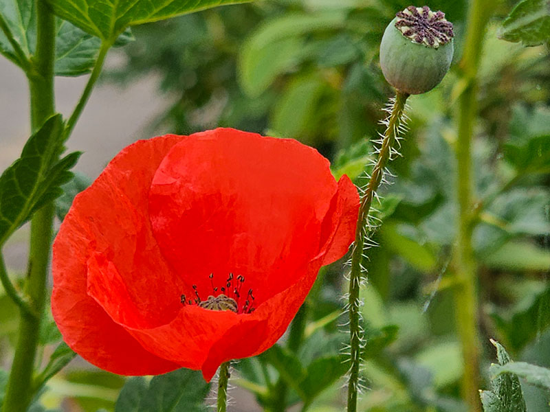 klaproos bloem bloemen bloei klaprozen papaver papaversoort klaproospapaver