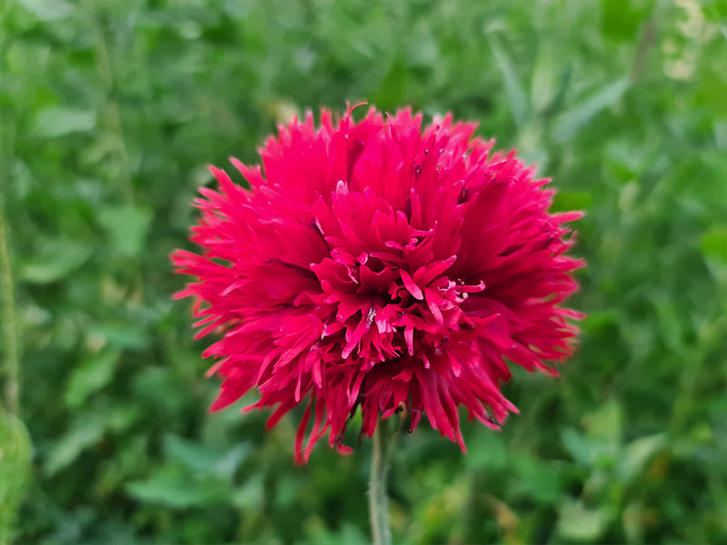 slaapbolpapaver slaapbol papaver bloem bloemen bloei klaprozen papaversoort