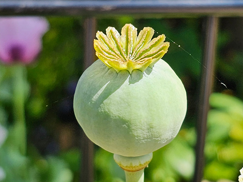 papaver somniferum maanzaad zaadbol slaapbol papaver slaapbolpapaver