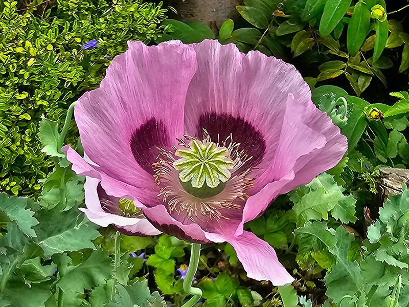 papaver bloemen bloei bestuiven bestuiving keukenplanten