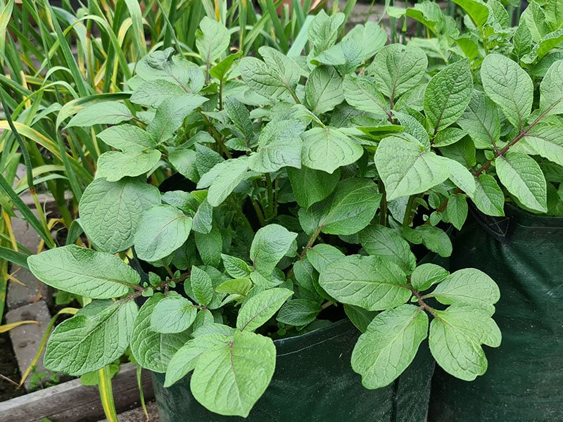 aardappel kweken in plantzak aardappelen telen in kweekzak