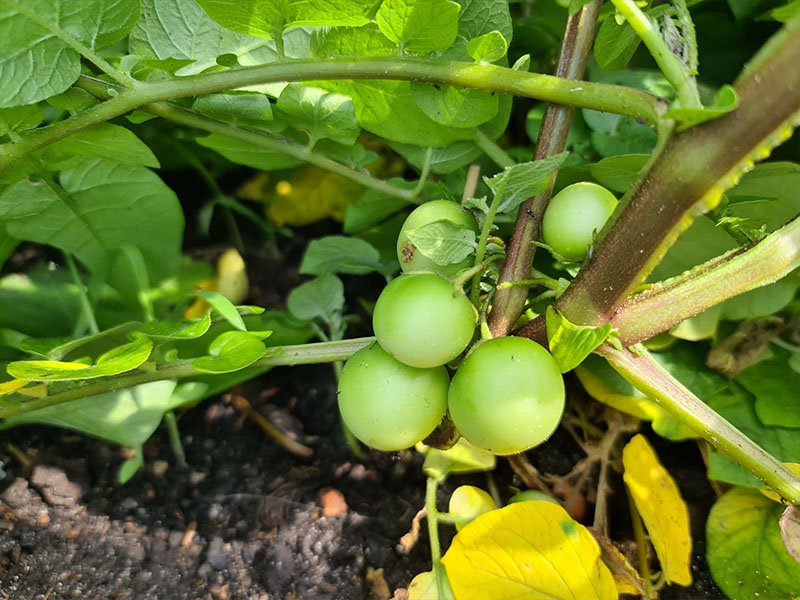 aardappel bessen aardappelen vruchten eetbaar aardappelbessen uitgebloeide aardappelen
