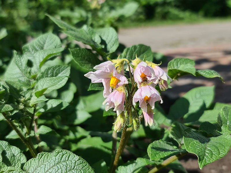 aardappel bloemen bloeiende aardappelen