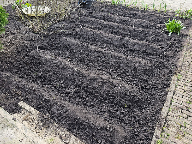 aardappelen poten op ruggen heuvels heuveltjes aardappel planten aardappelen planten op heuvels