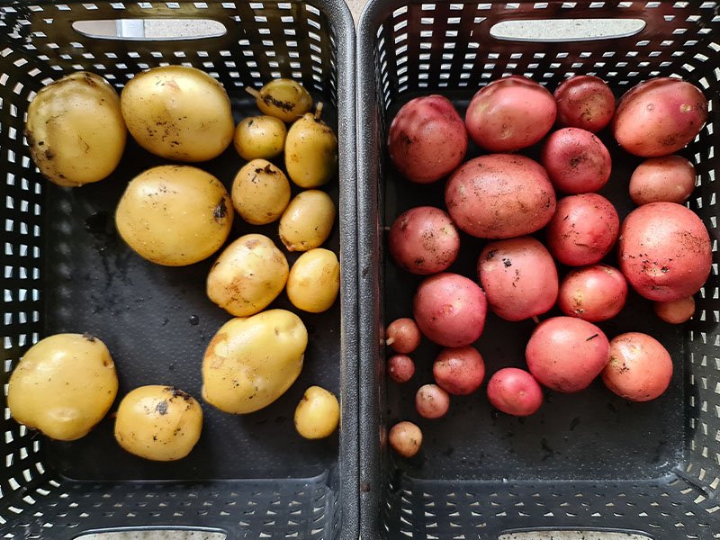 frieslander aardappel en bildtstar aardappel