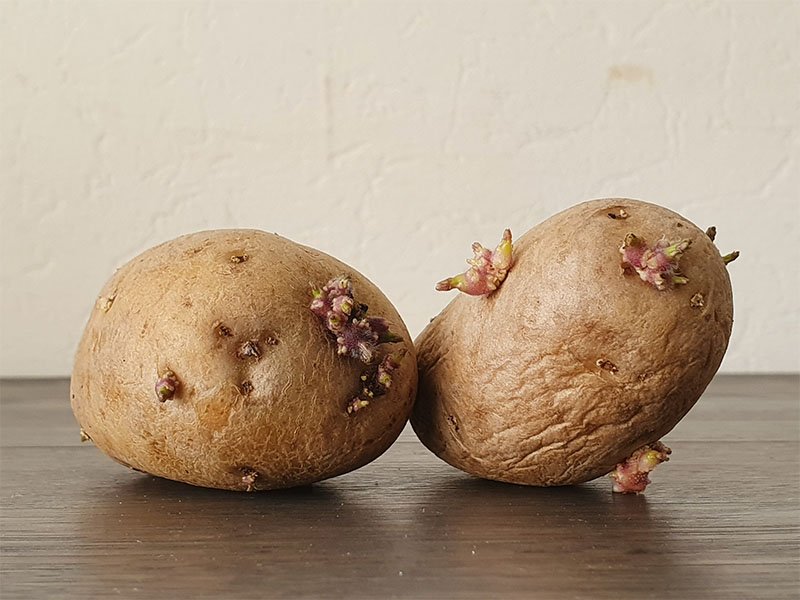 uitgelopen aardappelen uitlopers aardappelen kiemen voorkiemen aardappel planten