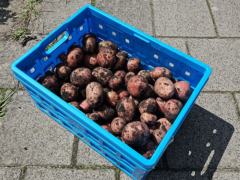 aardappel oogsten plukken keukenplanten