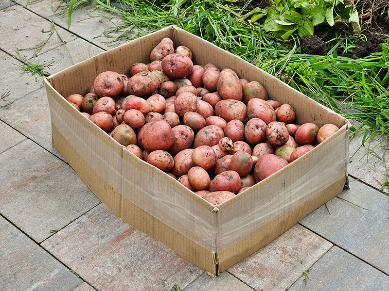 aardappel oogsten plukken keukenplanten