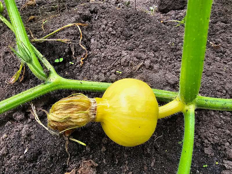 bestuiving bestoven pompoenen bestuiven vruchtbeginsel pompoenplant kleine