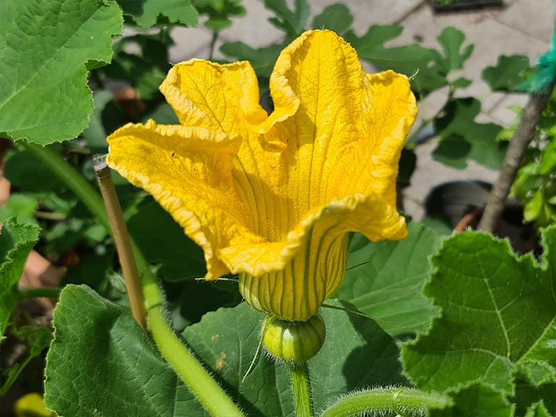 pompoen vrouwelijke bloemen bloei pompoenen pompoenplant bloeiende bloemetjes bestuiven bestuiving