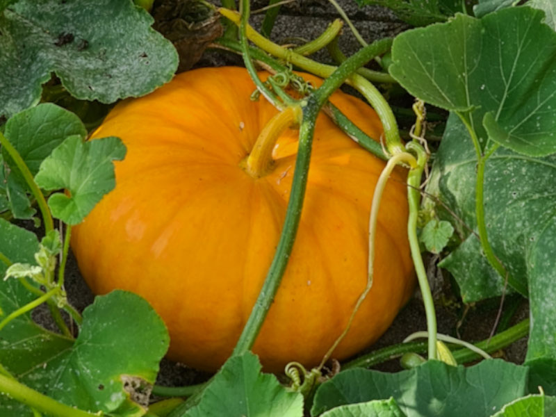 pompoenen oogsten pompoen vruchten pompoenplant grootte grote planten moestuin