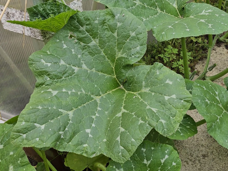 muskaatpompoen planten bladeren muskaatpompoenen blaadje