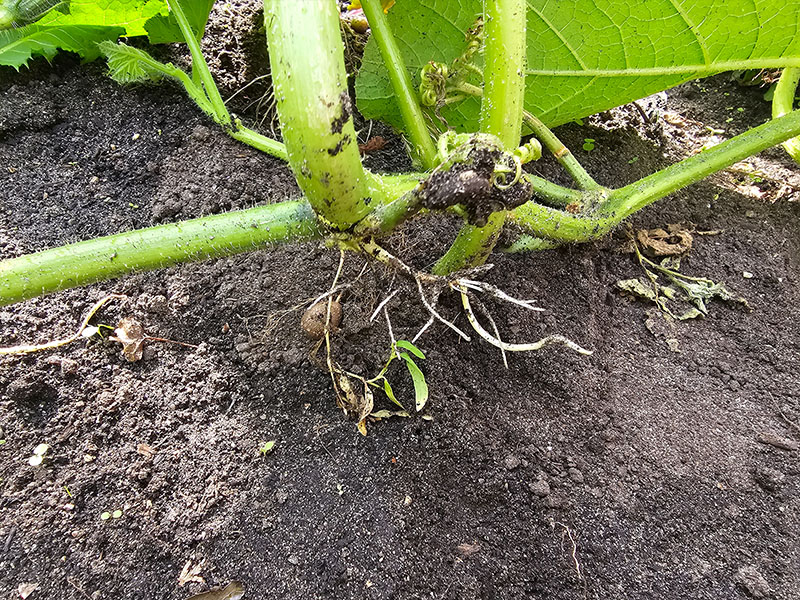 pompoenen pompoenplant planten wortels afleggers