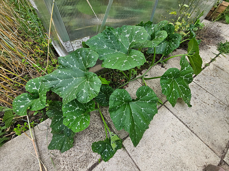 lippen biografie replica Pompoen zaaien, kweken en oogsten! - Keukenplanten.nl