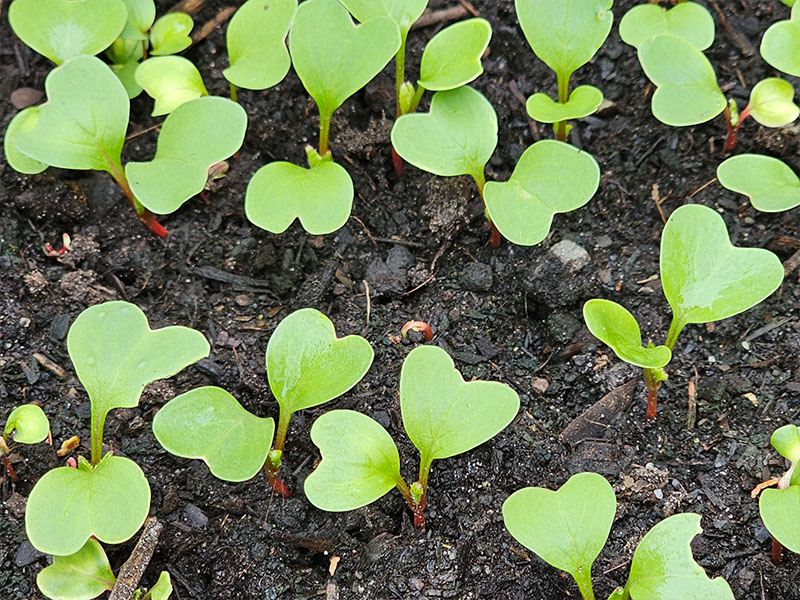 Leuk vinden Fervent overschreden Radijs zaaien, kweken en oogsten! - Keukenplanten.nl