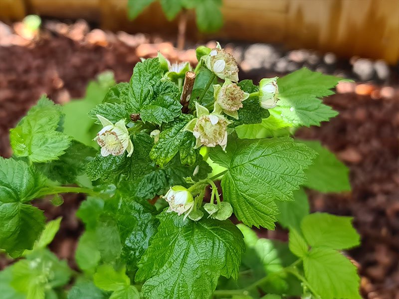 frambozen bloemen