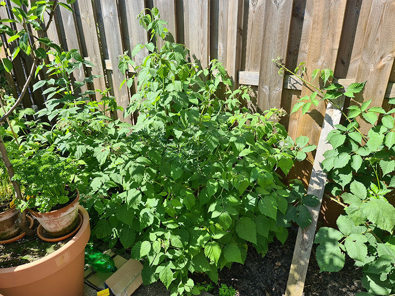 Framboos kweken, van tot keuken! Keukenplanten.nl