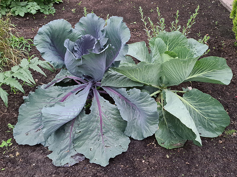 rode kool witte kool planten rodekool wittekool koolgewassen kolen