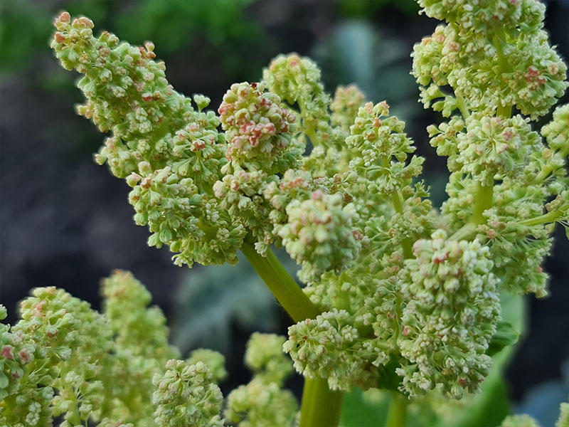 rabarber bloei rabarber bloemen close-up