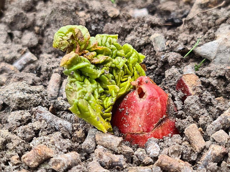 rabarber meerjarige uitlopers voorjaar rabarberplantje planten