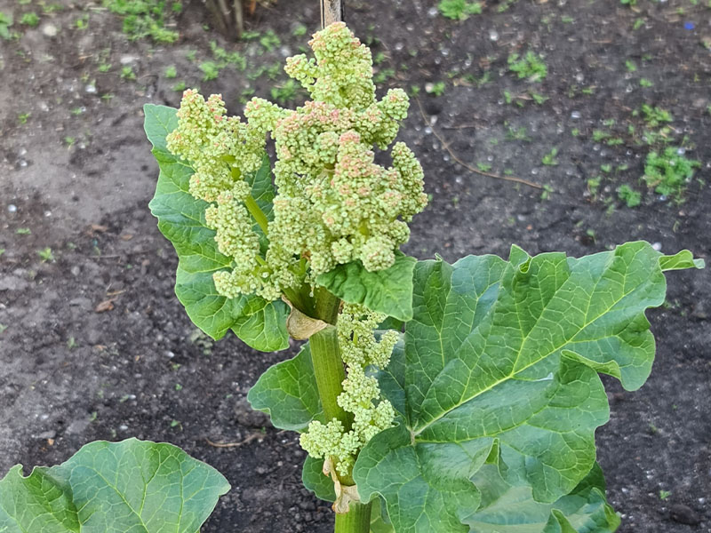 rabarber bloemen rabarberplant bloei