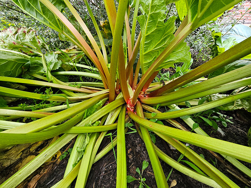 rabarber rabarberplantje planten kweken stengels bladstelen rabarberstelen oogsten