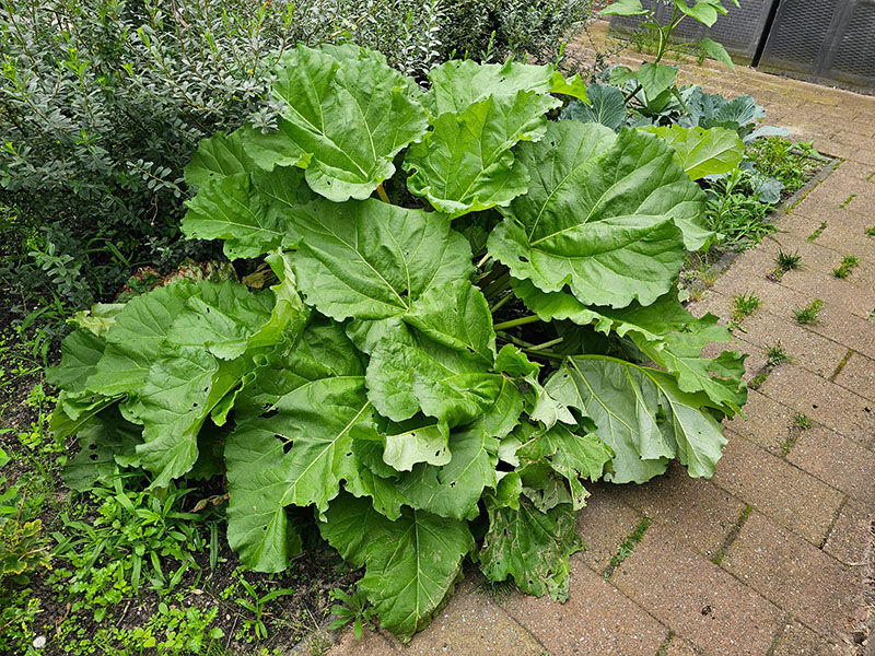 rabarber rabarberplant kweken bladeren rabarberbladeren grootte grote