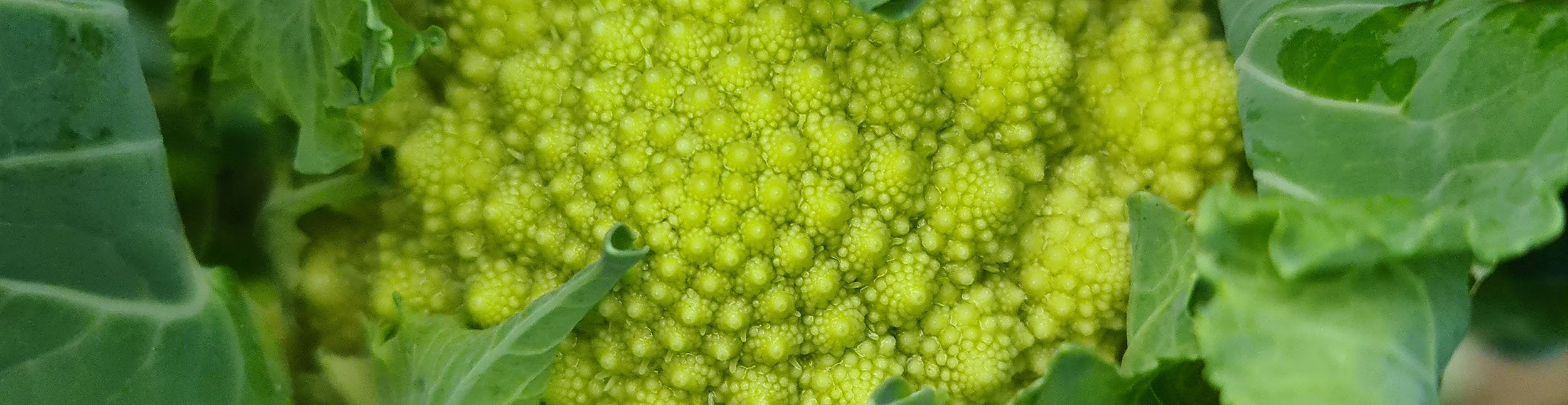 Romanesco voorzaaien - Keukenplanten.nl