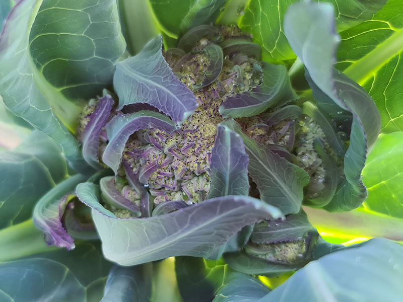 beginnende romanesco