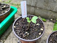 Romanesco kiemplantje