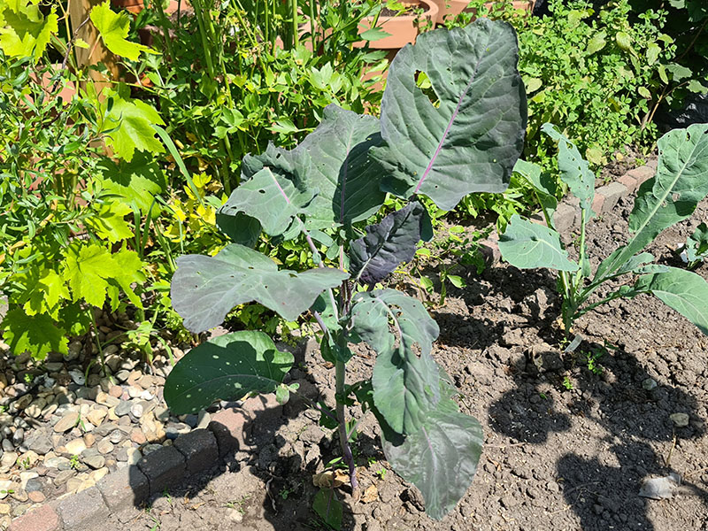 romanesco grote planten keukenplanten