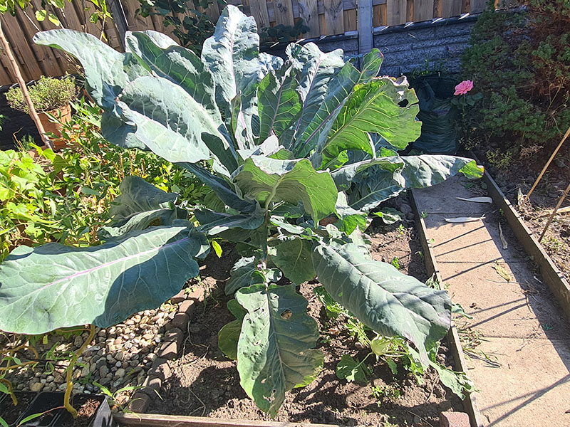 romanesco volgroeide planten grootte keukenplanten